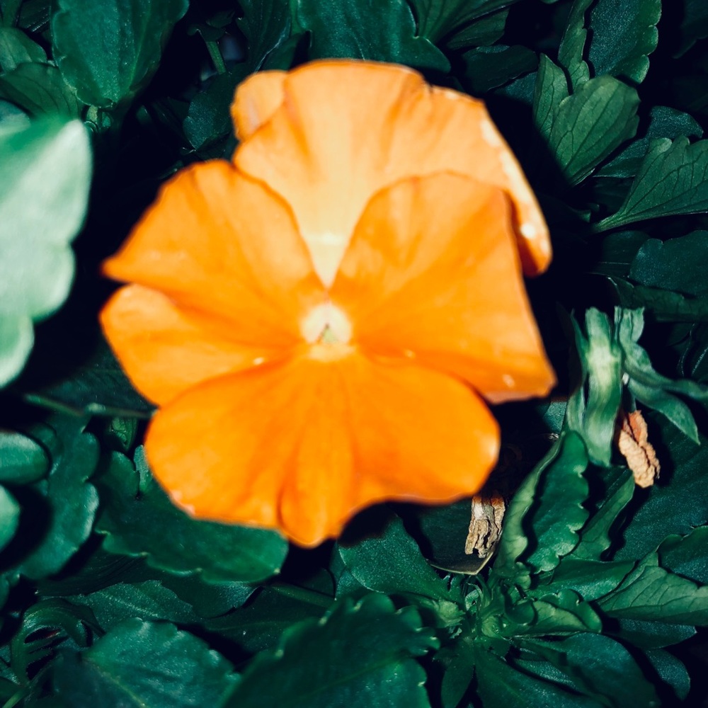 Meet your Posher, Teresa